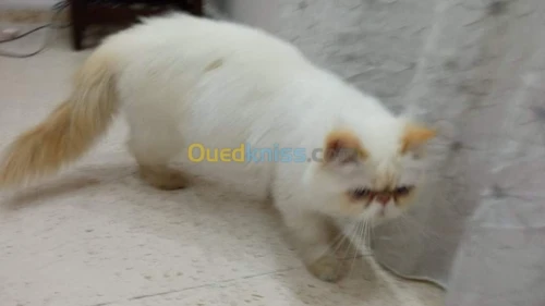 Chat persan pour accouplement 
