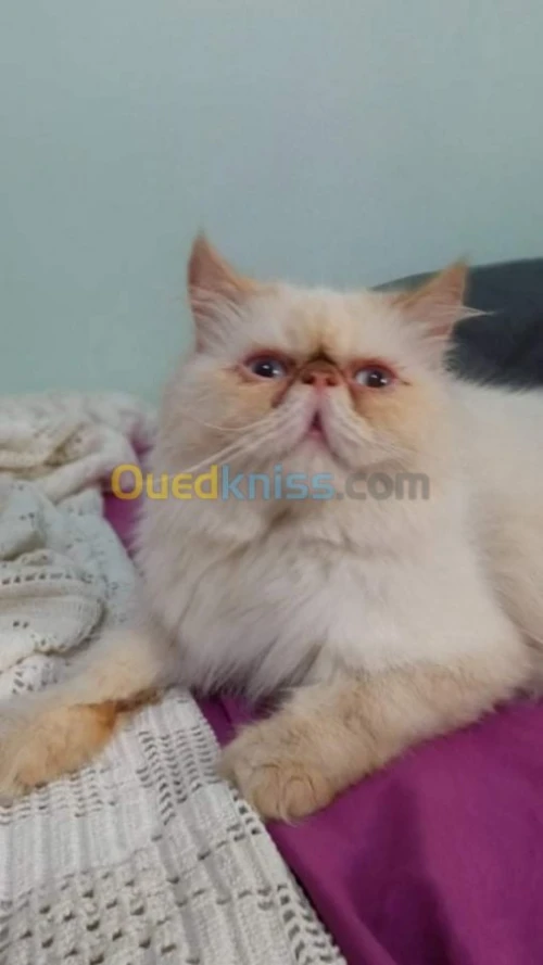 Chat persan pour accouplement 