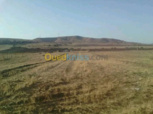 Vente Terrain Chlef Oued fodda