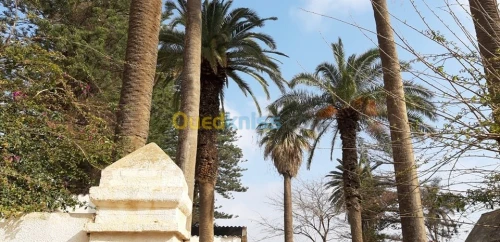 Vente Terrain Alger Ain taya