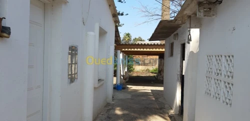 Vente Terrain Alger Ain taya