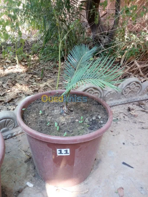 cycas plantes