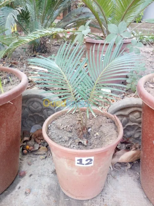 cycas plantes