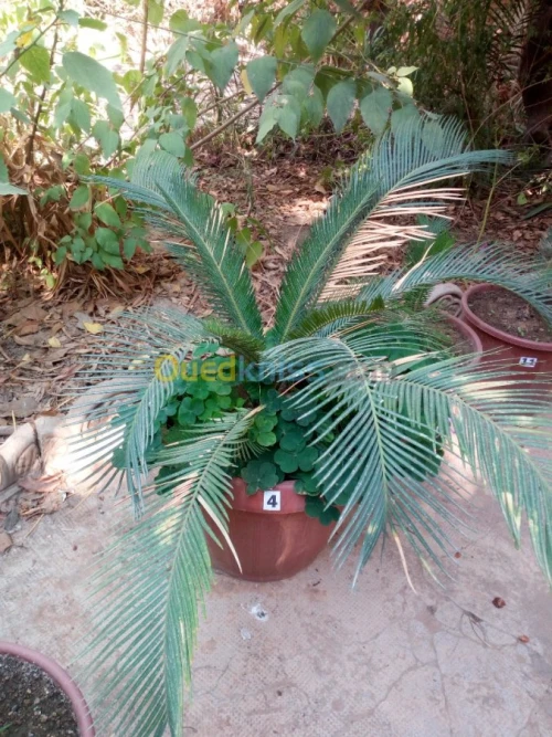 cycas plantes