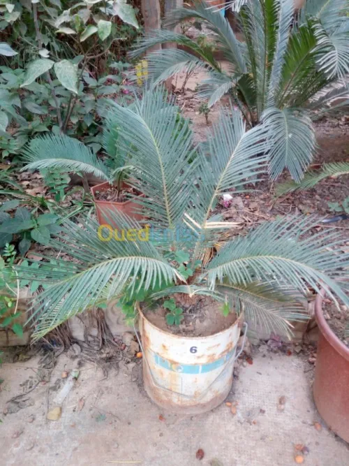 cycas plantes