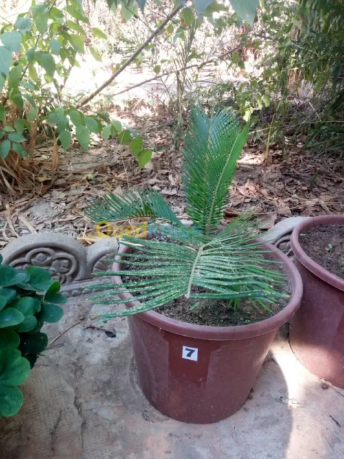cycas plantes