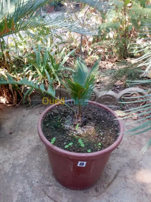 cycas plantes