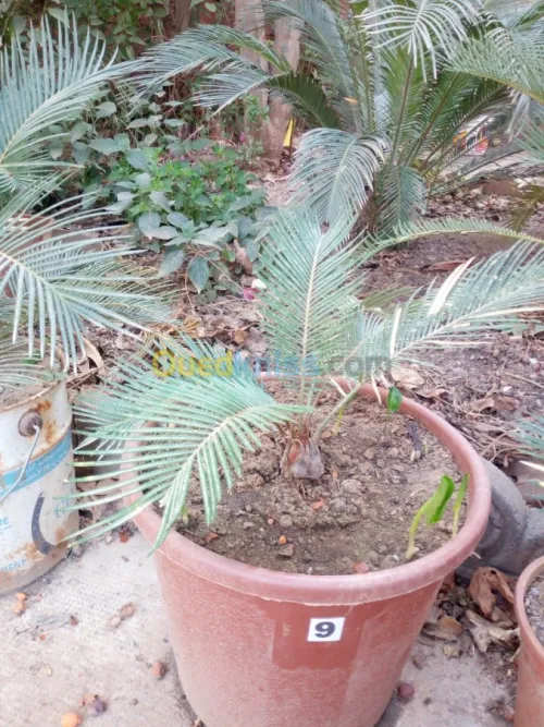 cycas plantes