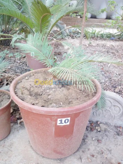 cycas plantes