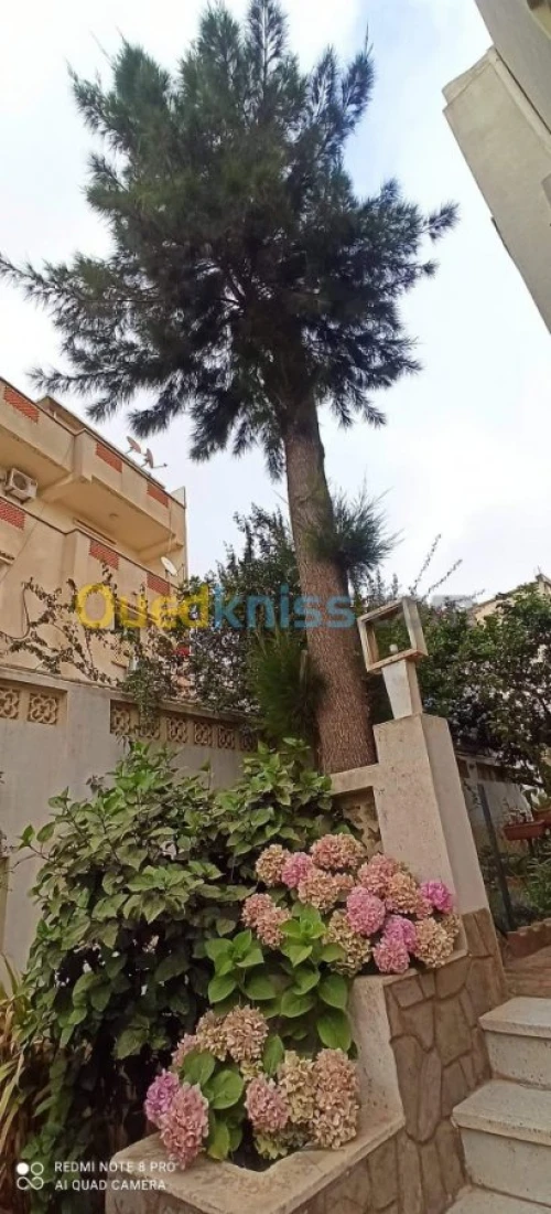 Abattage‚ élagage d’arbre