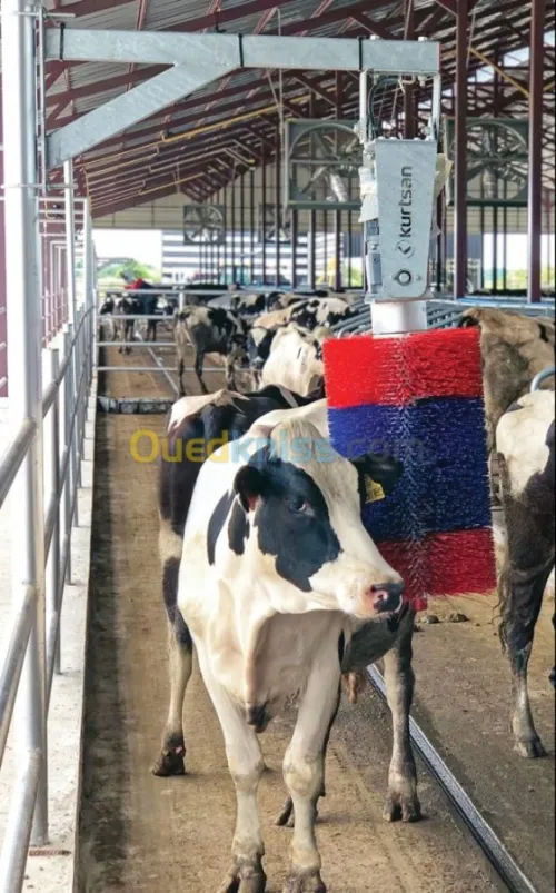Brosse à vache