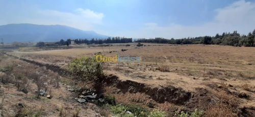 Vente Terrain Blida Bouarfa