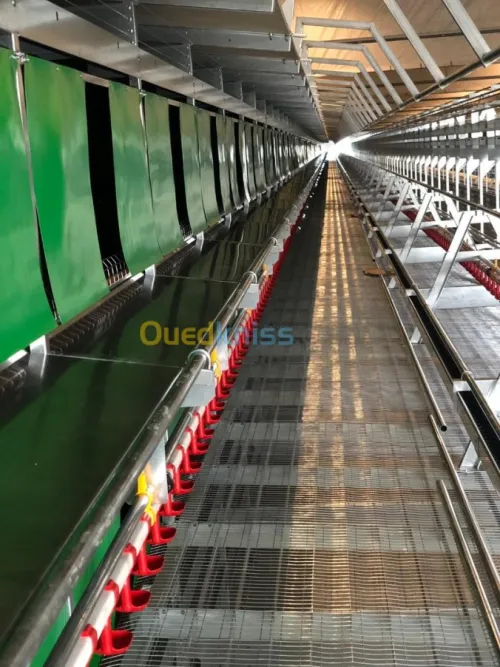 Batterie poule pondeuse