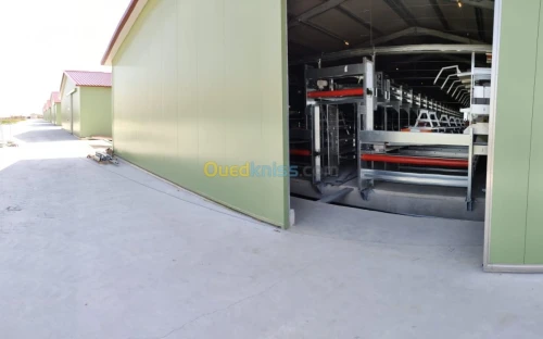 Batterie poule pondeuse