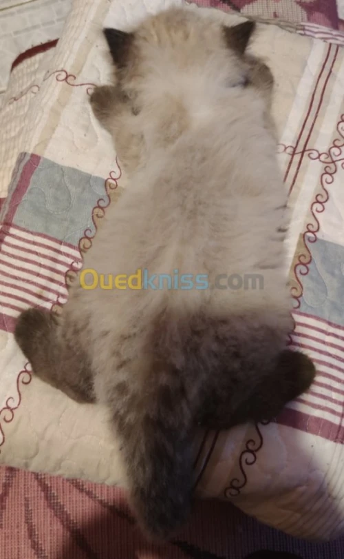 Chaton persan pure race