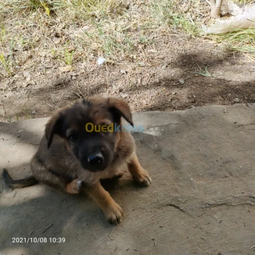 Chiot جرو Malinoi berger belge مالينوا
