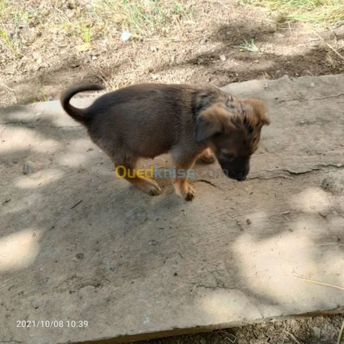 Chiot جرو Malinoi berger belge مالينوا