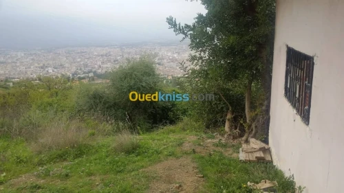 Vente Carcasse Blida Blida