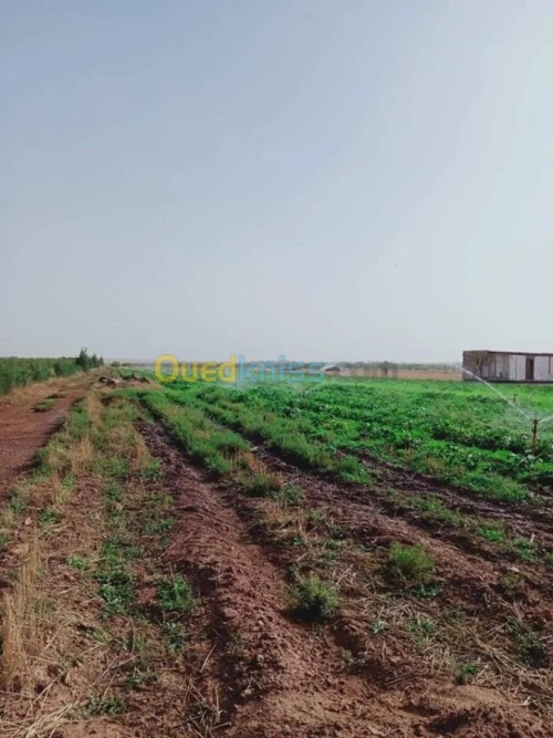 Vente Terrain Djelfa Ain oussara