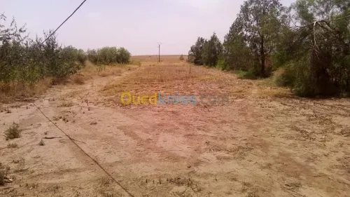 Vente Terrain Agricole Laghouat Tadjemout
