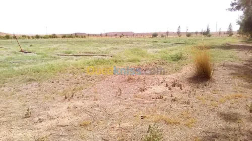Vente Terrain Agricole Laghouat Tadjemout