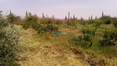 Vente Terrain Agricole Laghouat Tadjemout
