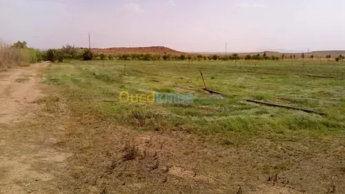 Vente Terrain Agricole Laghouat Tadjemout