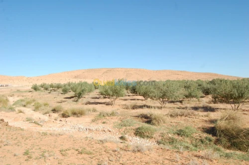 Vente Terrain Agricole Msila Ain el hadjel