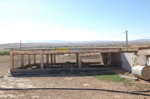 Vente Terrain Agricole Msila Ain el hadjel