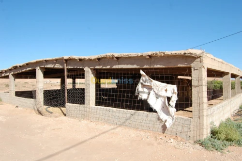 Vente Terrain Agricole Msila Ain el hadjel