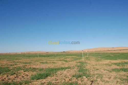 Vente Terrain Agricole Msila Ain el hadjel