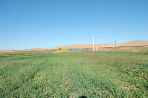 Vente Terrain Agricole Msila Ain el hadjel