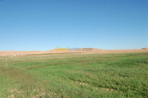 Vente Terrain Agricole Msila Ain el hadjel