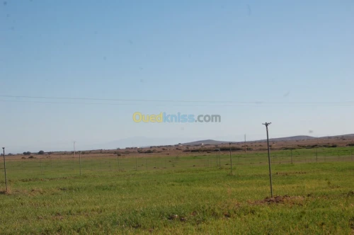 Vente Terrain Agricole Msila Ain el hadjel