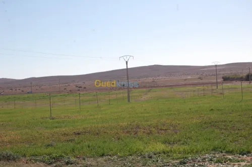 Vente Terrain Agricole Msila Ain el hadjel