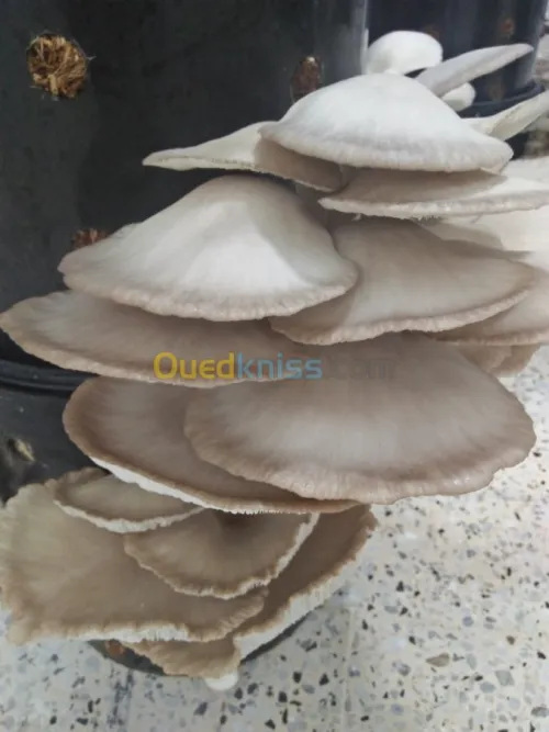 Outils d'élevage champignon PLEUROTE