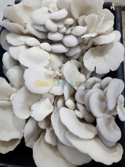 Outils d'élevage champignon PLEUROTE
