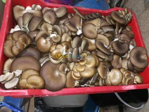 Outils d'élevage champignon PLEUROTE