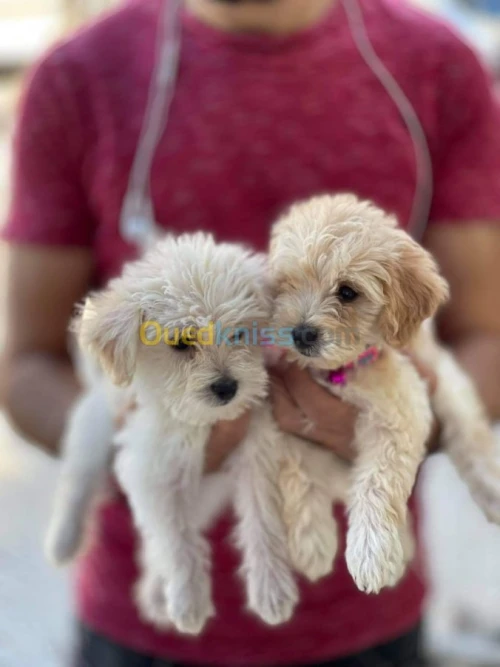 Chiot caniche bichon 