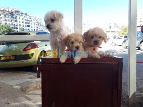 Chiot caniche bichon 