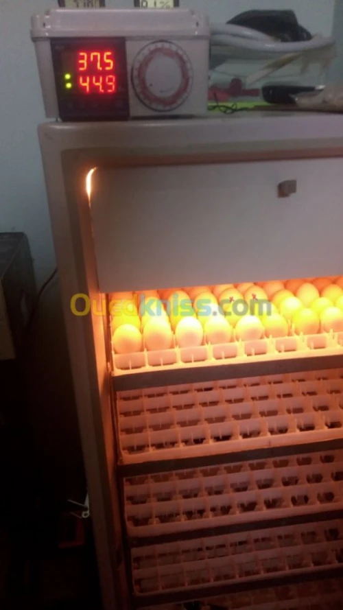 فقاسات محمد الهاشمي