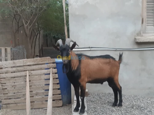bouc