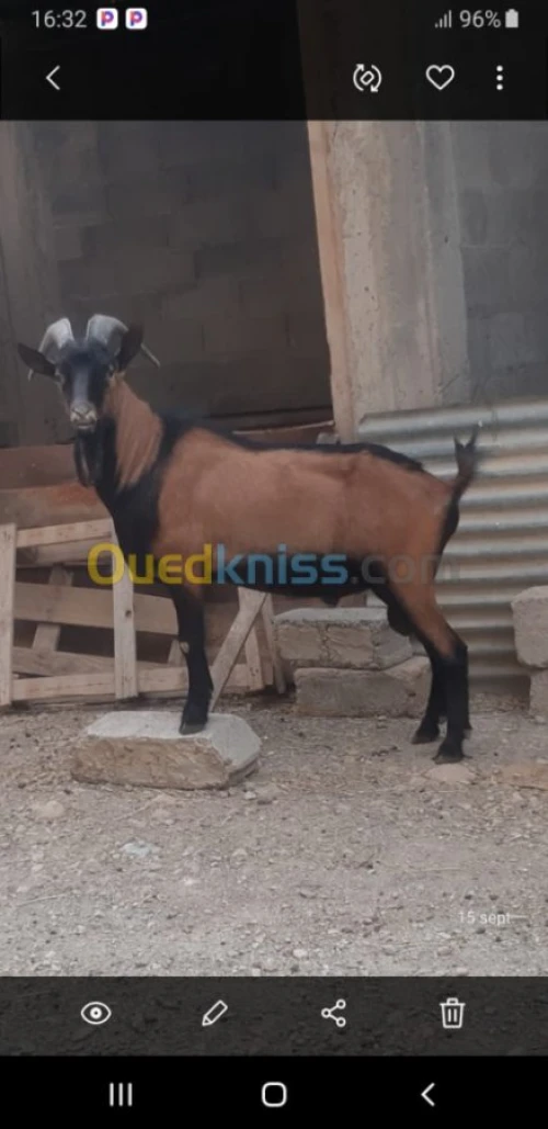 bouc