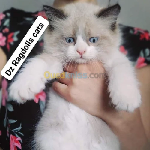 Les Ragdoll 👑