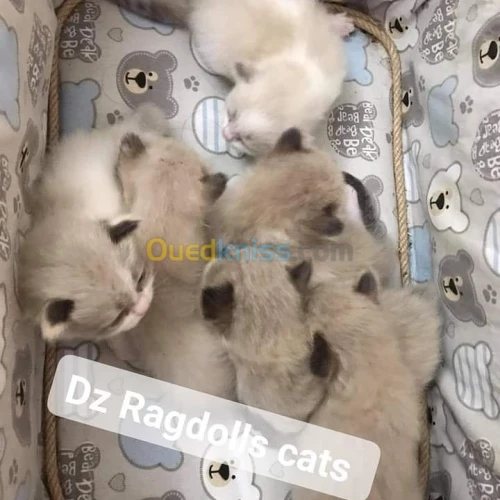 Les Ragdoll 👑