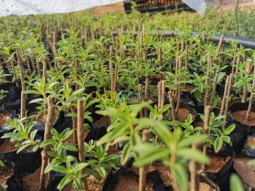 Verveine Bio