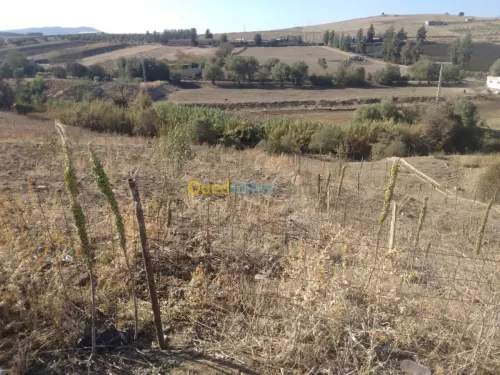 Vente Terrain Tizi ouzou Ain zaouia