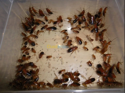 Nettoyage et éradication des nuisibles