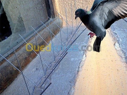 Nettoyage et éradication des nuisibles