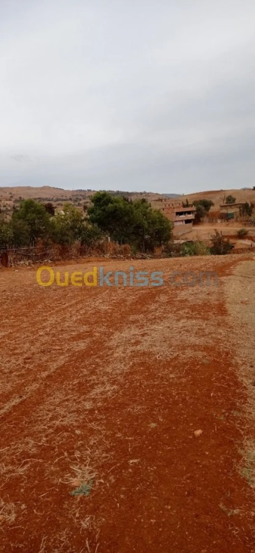 Vente Terrain Ain defla Mekhatria